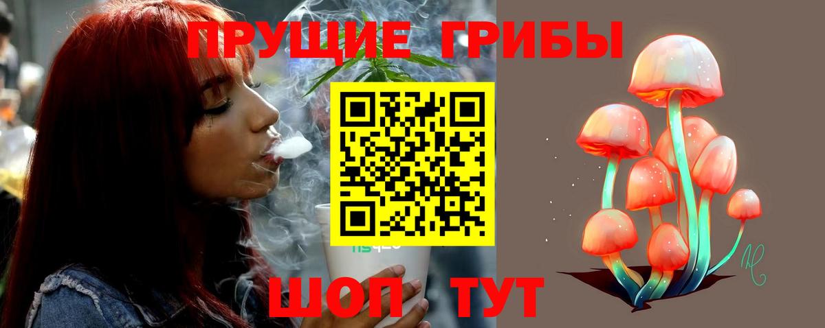Новозыбков  магазин  наркотиков  Вход с VPN  Псилоцибиновые грибы GOLDEN TEACHER 